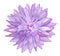 Watercolor dahlia flower purple. Flower isolated on a white background. No shadows with clipping path. Close-up