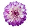 Watercolor dahlia flower purple. Flower isolated on a white background. No shadows with clipping path. Close-up. Nature