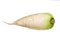 Watercolor daikon radish