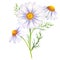 Watercolor daisy bouquet, hand painted daisy bouquets, daisy flower arrangement. Wedding invitation clipart elements. Watercolor