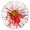 Watercolor daisy flower white-red. Flower isolated on a white background. No shadows with clipping path. Close-up.