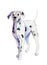 The watercolor dalmatian isolated on white background, illustration.