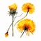 Watercolor Dandelion Art for Your Minimalistic Designs AI Generated