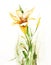 Watercolor -Daylily-