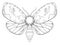 Watercolor decorative butterfly insect, drawn contour, print, black and white coloring, antistress on white background for decorat