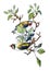 Watercolor decorative design element. Hand draw, painted couple cute bird on apple tree branches with white spring