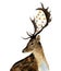 Watercolor deer with garland of lights on horns isolated on white background. Christmas wild animal illustration for design, print