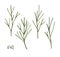 Watercolor dill. hand drawn illustration. spice isolated on white. Clipart object.
