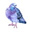 Watercolor  dove bird animal
