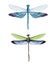 Watercolor dragonflies