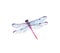 Watercolor dragonfly. Realistic insect painting isolated on white. Detailed wings and purple body. Hand painted summer