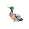 Watercolor drake, male duck. Illustration of bird