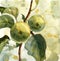 watercolor drawing apples at branche