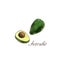 Watercolor drawing avocado