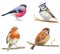 Watercolor drawing birds, robin, bullfinch, titmouse,  sparrow  at white background, hand drawn