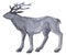 Watercolor drawing of blue gray silhouette of christmas deer isolated on white background