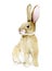 Watercolor drawing. cute rabbit. easter bunny, hare isolated on white background clipart. realistic drawing, illustrationwatercolo