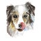 Watercolor drawing of a dog collie in the snow, snowflakes, licking, pink tongue, portrait of a dog, winter cold, for a new year a