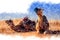 Watercolor drawing. Dromedary Camel sits on the sand in the Sahara Desert, resting.