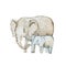 Watercolor drawing of elephant family, mother and calf