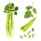 Watercolor drawing green celery