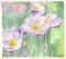 The watercolor drawing or illustration of light purple anemones flowers