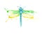 Watercolor drawing of an insect - a bright dragonfly