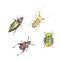 Watercolor drawing of an insects - bright beetle, isolated