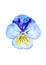 Watercolor drawing of kiss-me-quick flower isolated on white background. Hand painted illustration of garden violet. Pansy, heart