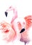 Watercolor drawing of a loving pair of pink flamingos
