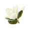 Watercolor drawing magnolia flower