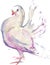 Watercolor drawing of one white pigeon