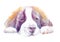 watercolor drawing of a pet - dog. breed St. Bernard