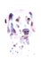 watercolor drawing of a pet - dog. Dalmatian