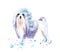 Watercolor drawing of a pet - dog. L wchen. Bichon-Lyon