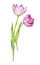 Watercolor drawing pink tulips