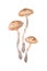watercolor drawing of poisonous mushrooms - Toadstool Cortinarius sketch