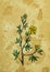 Watercolor drawing for prints, stickers, labels, packaging. An old illustration of botany, saber bush, golden hardhack, saber bush