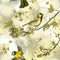 Watercolor drawing seamless pattern on the theme of spring, heat, illustration of a bird of a troop of passerine-shaped large tits