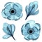 Watercolor drawing. set of transparent colors. clipart, blue flowers crocuses and anemones in vintage style, x-ray.