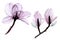Watercolor drawing set of transparent flowers. collection of magnolia flowers in pastel pink, gray, purple colors isolated on whit