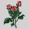 Watercolor drawing several roses. Plants, flowers, spring, joy, romance. Vector isolated image.