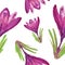 Watercolor drawing sketch illustration crocus flower botany plant nature blossom spring purple green leaves seamless pattern textu