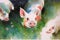 Watercolor drawing of small pigs on a farm. Generative AI
