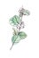 watercolor drawing snowberry Symphoricarpos branch with fruits and leaves, botanical sketch