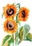 Watercolor drawing three bright sunflowers on a white background
