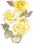 Watercolor drawing of three yellow rose buds