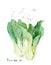 watercolor drawing of vegetables - xiao bai cai