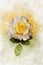 A watercolor drawing of a vibrant white and yellow rose flower. Botanical art. Decorative element for a greeting card or wedding