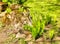 Watercolor drawing. Watercolor landscape of the park area. Park landscape, rocks covered with moss, fern on a spring day. Digital